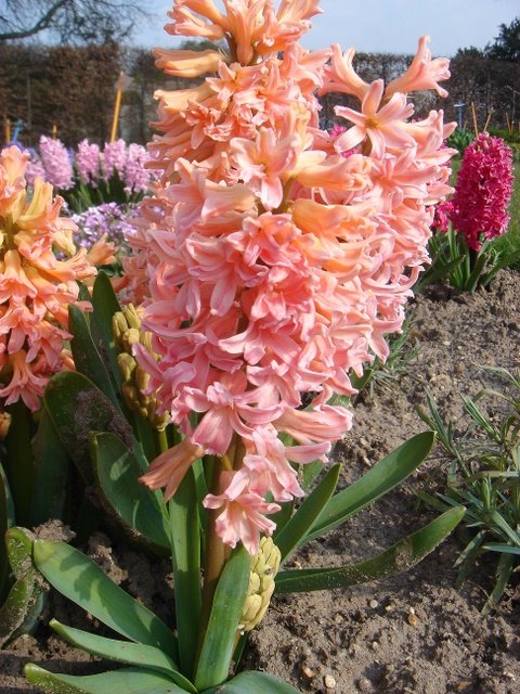 Hyacinthus orientalis Gipsy Queen'